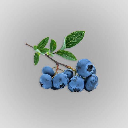 blueberries foodpharma natural organic ingredients