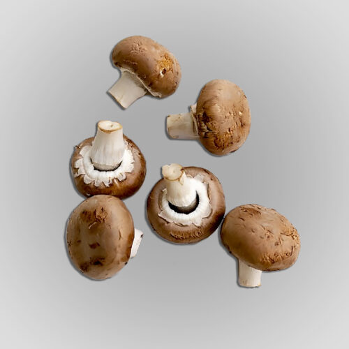 mushroom natural organic ingredients foodpharma