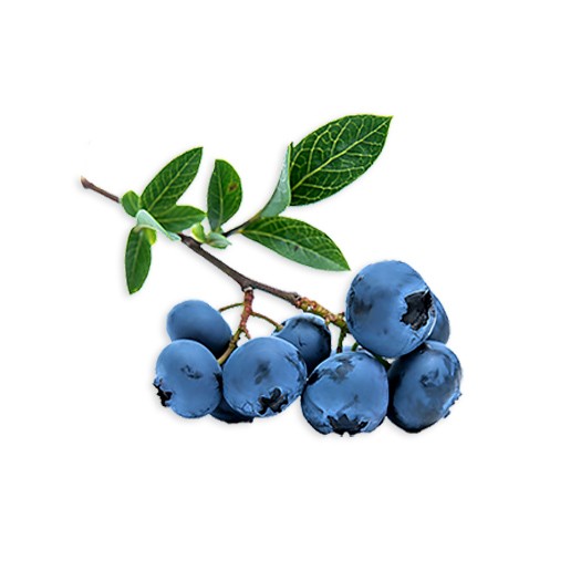blueberries natural organic ingredients foodpharma contract food manufacturing